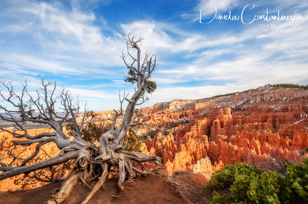Bryce Canyon National Park Sculptural dormant tree.